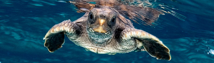 Turtle: The Incredible Journey