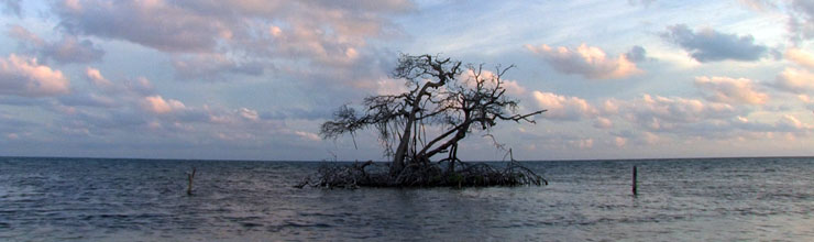 Alamar