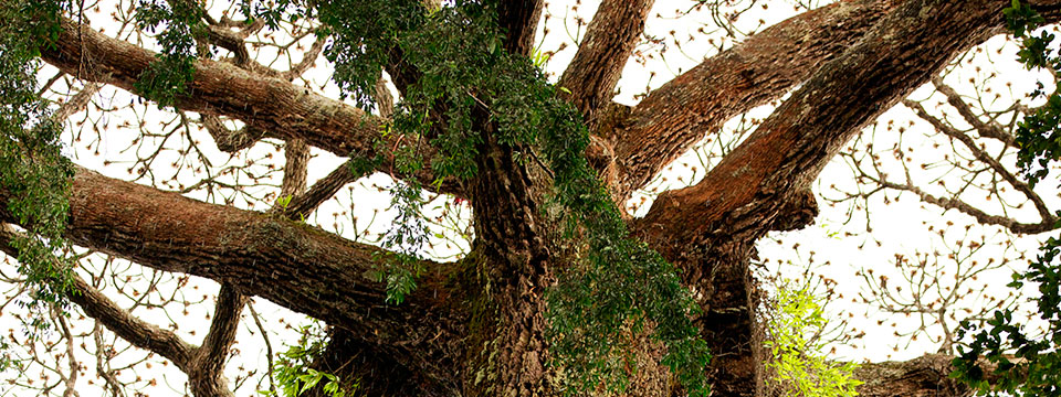 Il était une forêt (Once Upon a Forest)