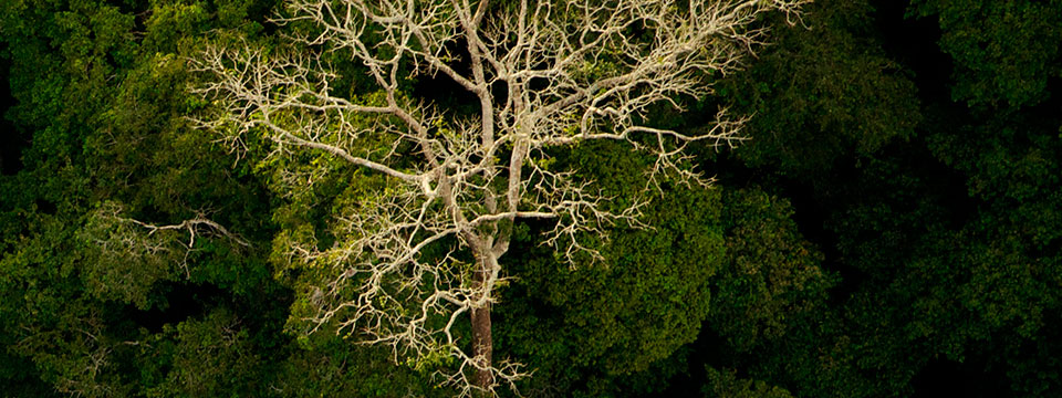 Il était une forêt (Once Upon a Forest)