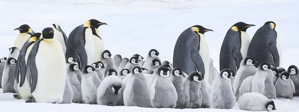 March of the Penguins 2 (L'empereur)