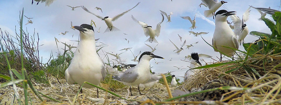 Wad: Overleven op de grens van water en land