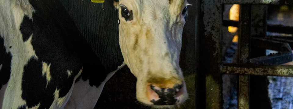 Cow