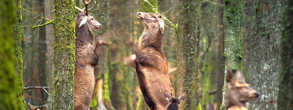 Onze Natuur, het Wilde België