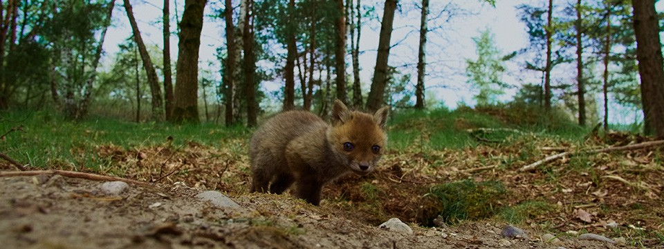 Onze Natuur, het Wilde België