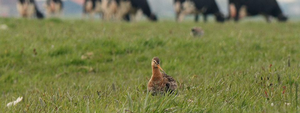 Vogels kun je niet melken (De boer, het land en de zonen)