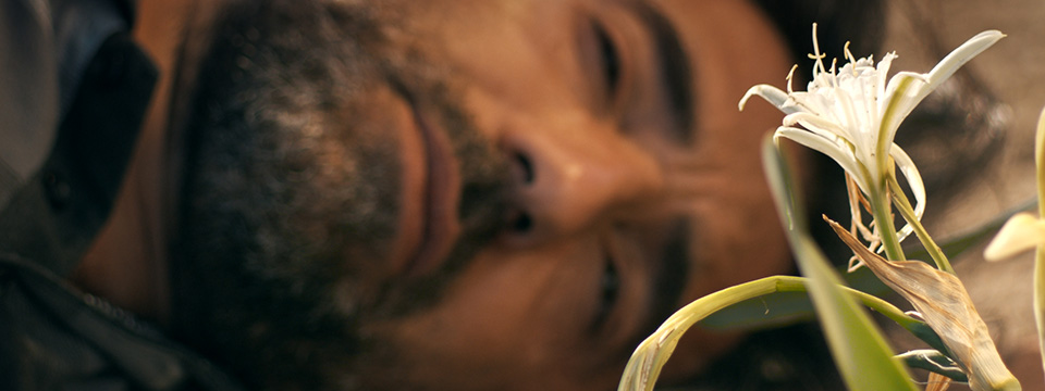 Kum zambagi (The Sand Lily)