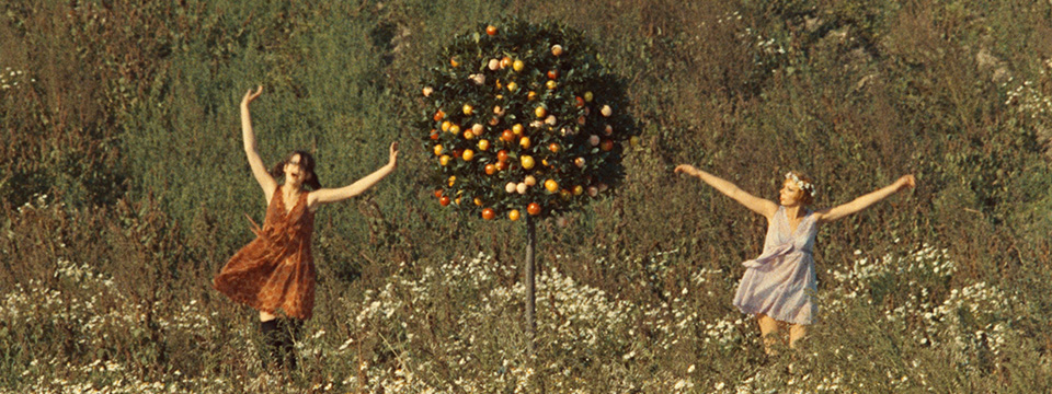 Sedmikrásky (Daisies)