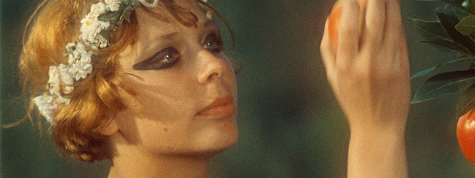 Sedmikrásky (Daisies)