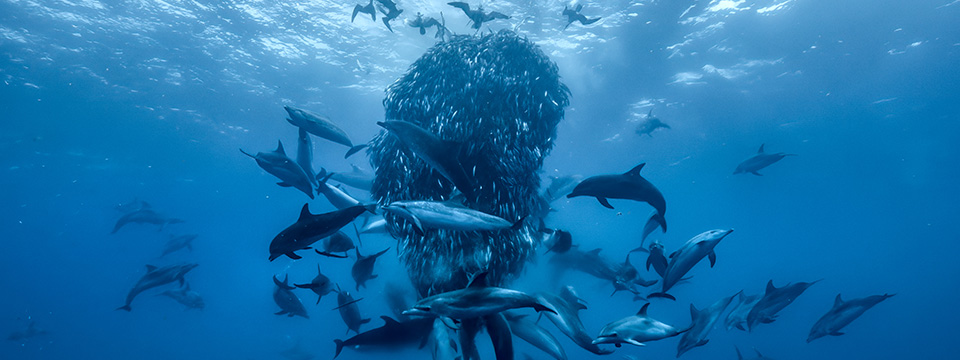 OCEAN with David Attenborough (David Attenborough: Ocean)