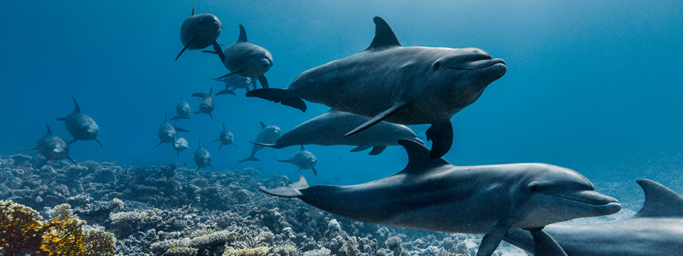 OCEAN with David Attenborough (David Attenborough: Ocean)