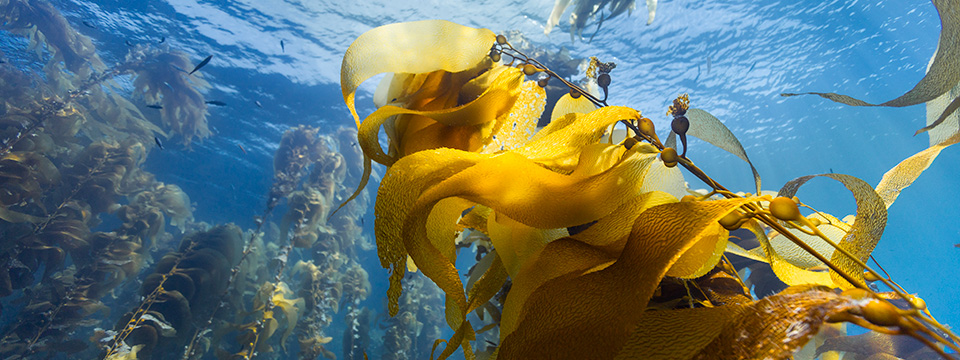 OCEAN with David Attenborough (David Attenborough: Ocean)