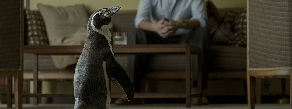 The Penguin Lessons