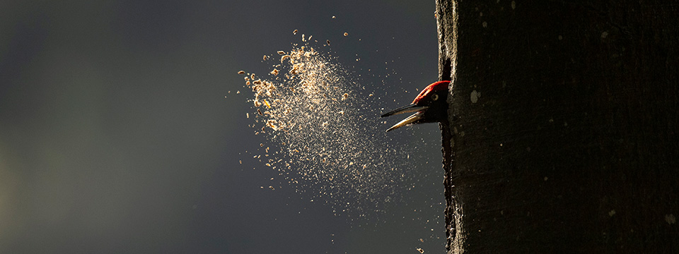 Whispers in the Woods