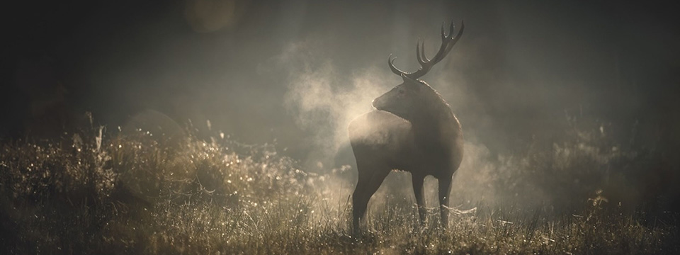 Whispers in the Woods