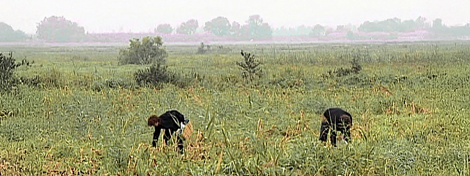 Les glaneurs et la glaneuse (The Gleaners and I | re-release)
