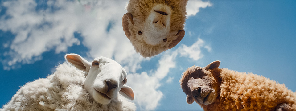 The Sheep Detectives (De schapenspeurders)