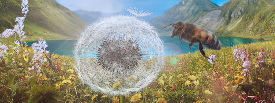 Planètes (Dandelion's Odyssey)