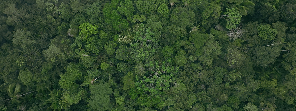 Eat More Trees
